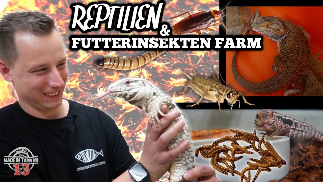 GRILLEN, KAKERLAKEN & REPTILIEN | Professionelle Futterinsekten Zucht