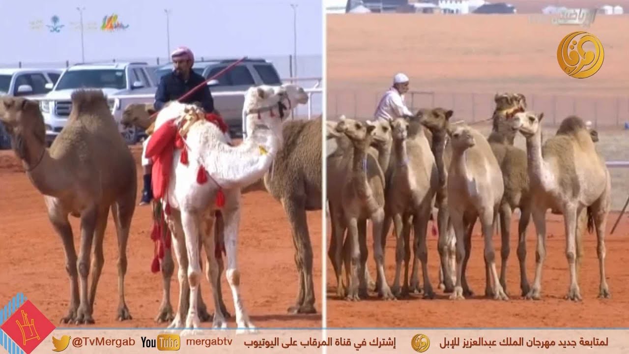 مسابقة طبع الإبل - المرحلة الأولية  - السبت 4-1-2020م  - ونتايج المتأهلين للمرحلة الثانية
