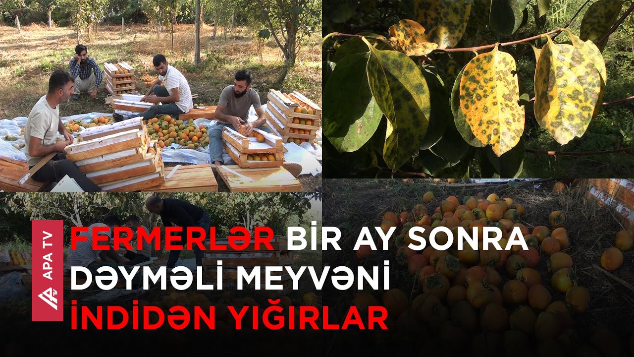 Göyçayda xurma ağacları xəstəliyə yoluxub – APA TV