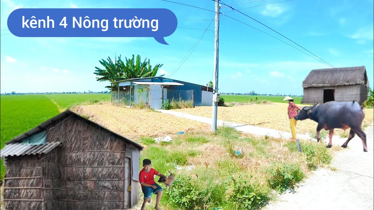 Kênh 4 nông trường cờ đỏ 