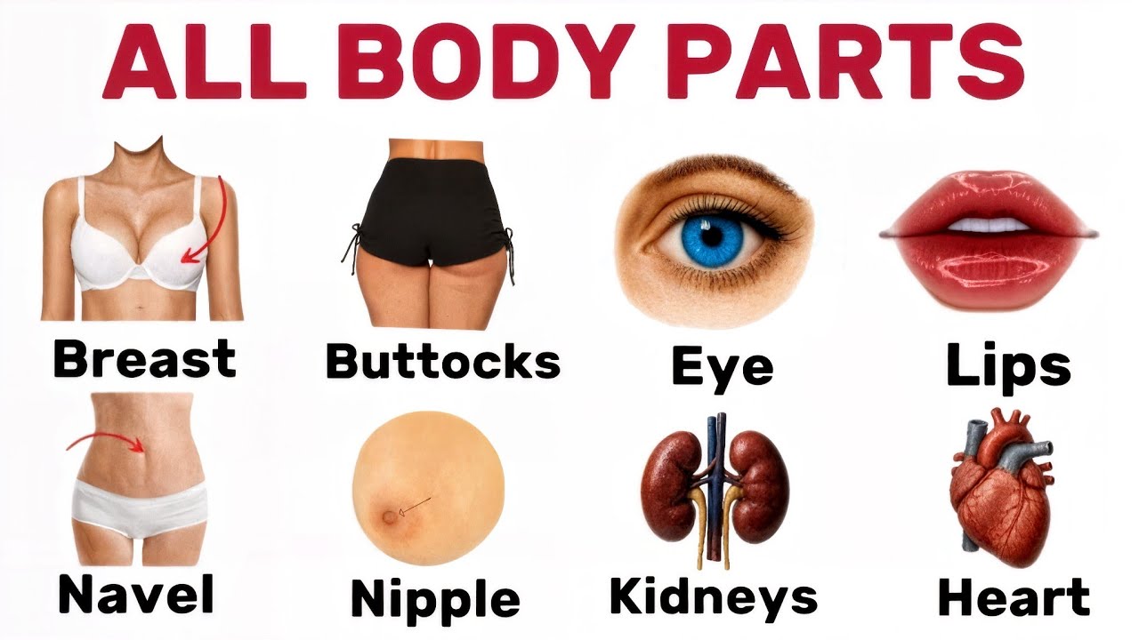 Human Body Parts Names in English | Learn All Body Parts Easily with Pictures | Body Vocabulary