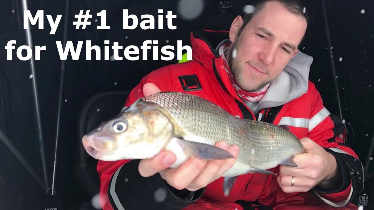 How I fish a Meegs Jig for Lake Simcoe Whitefish