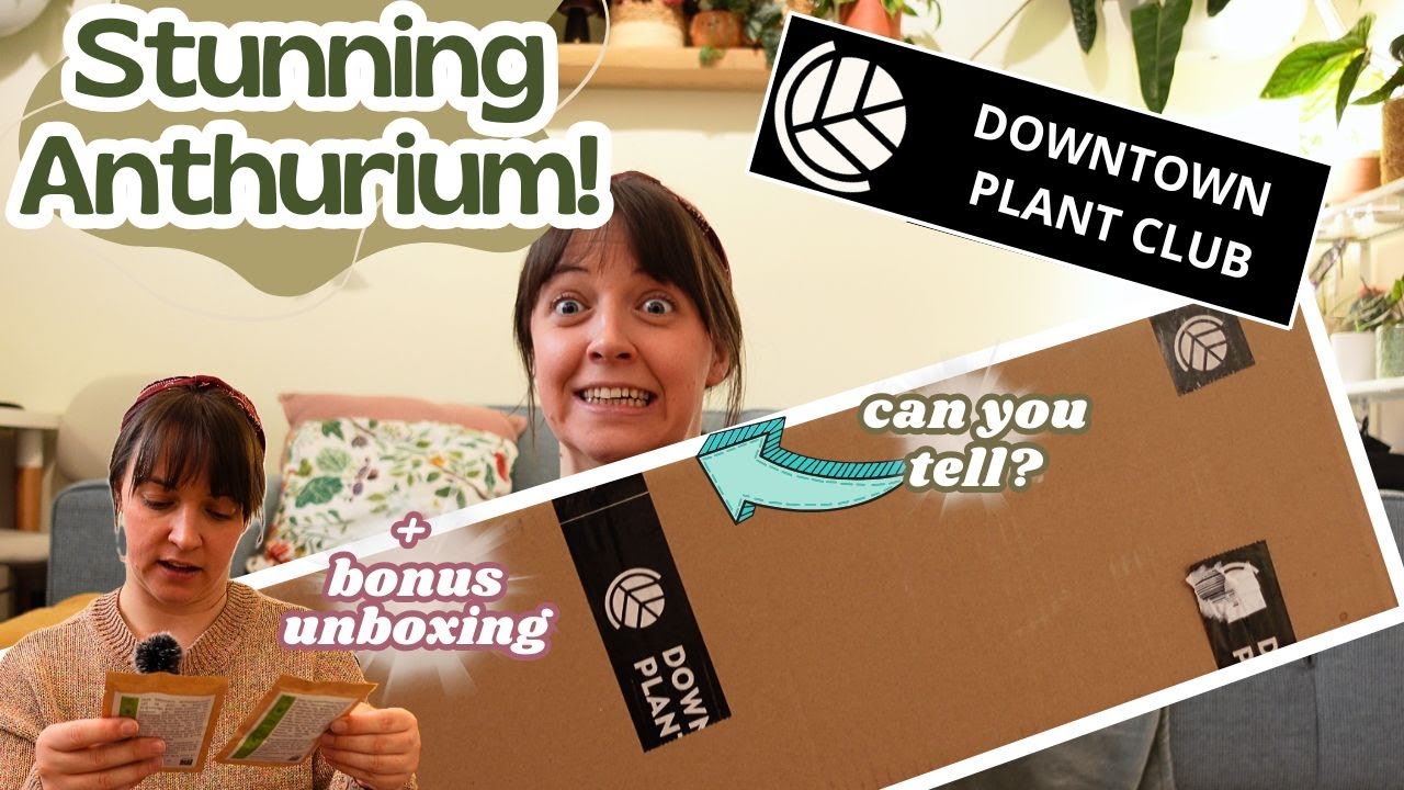 Unboxing 2 DARK Leaf Wishlist Anthurium + A Bonus Package 🌿 DOWNTOWN PLANT CLUB HAUL📦