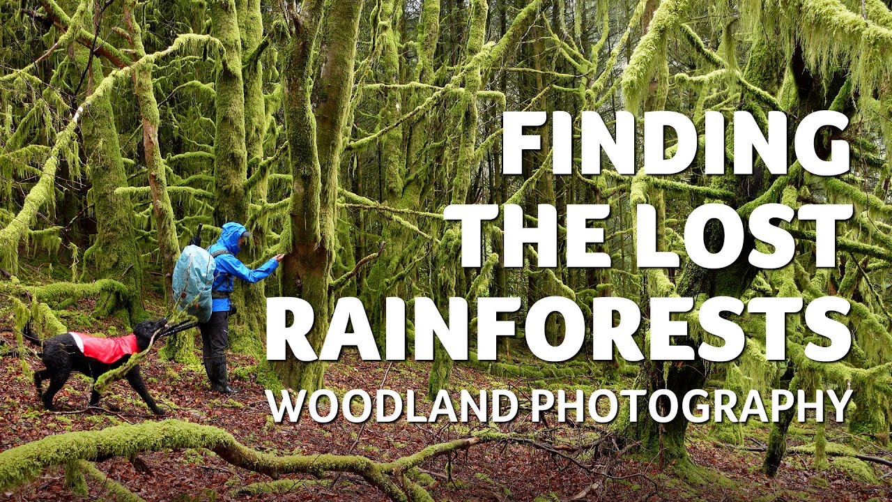Finding the Lost Rainforests - Woodland Photography