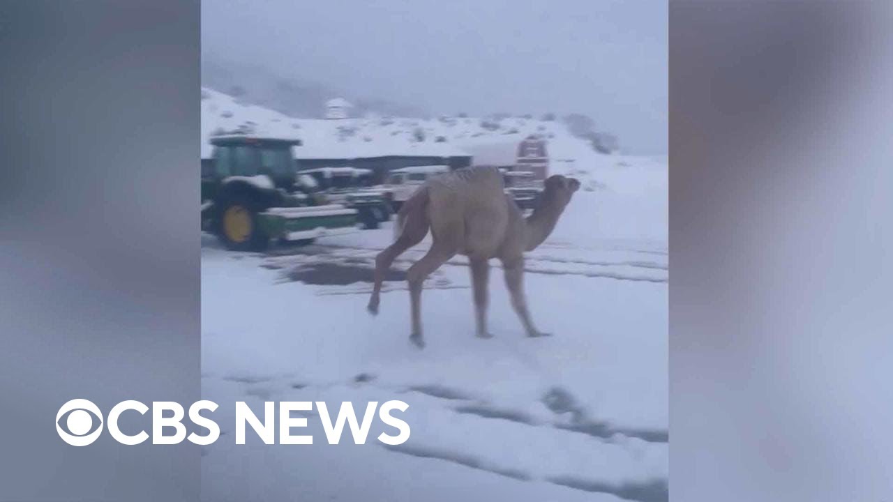 Camel jumps for joy when seeing snow for first time