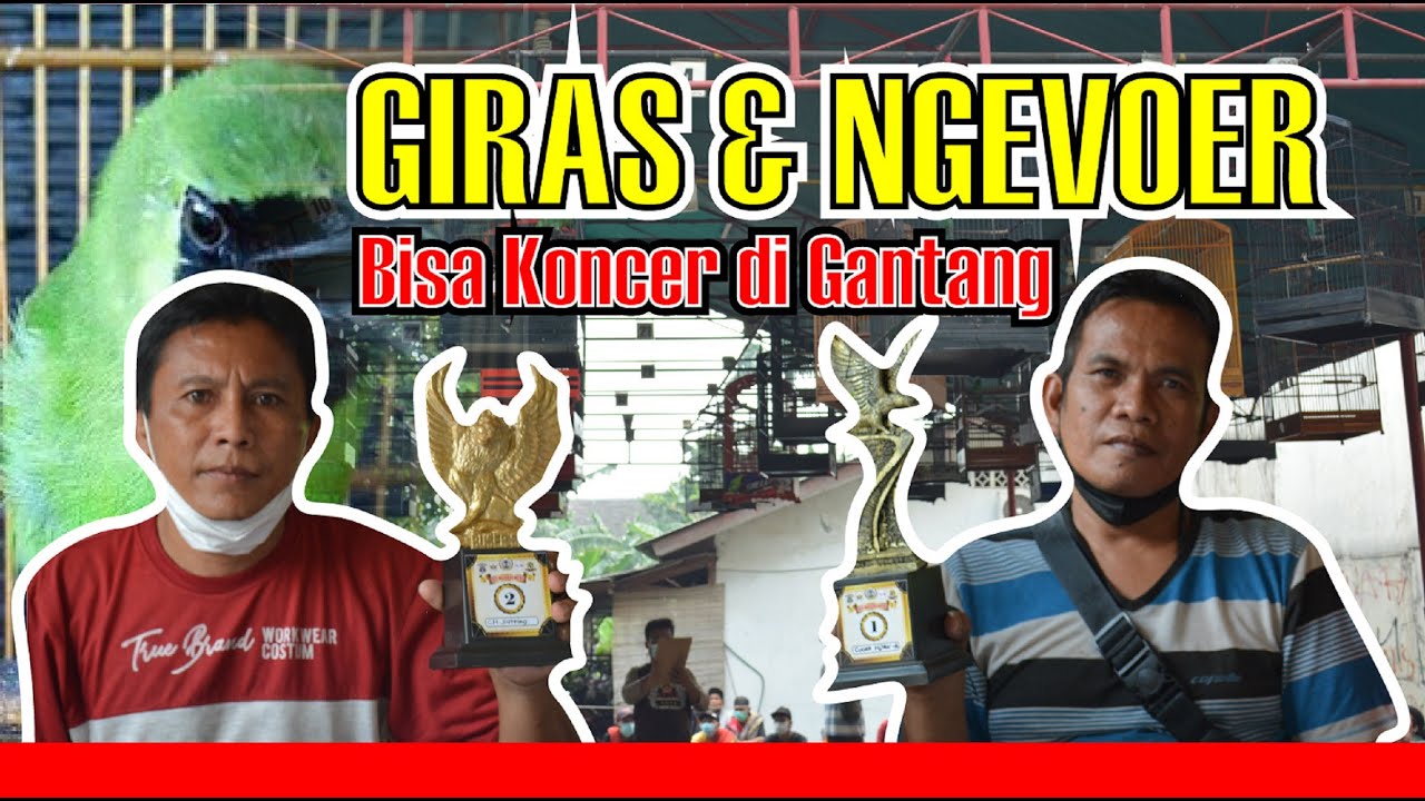 SETTINGAN CUCAK IJO GIRAS CUCAK IJO NGEVOER MAKAN VOER - BEDAH SETTINGAN IJO By HoBi ID