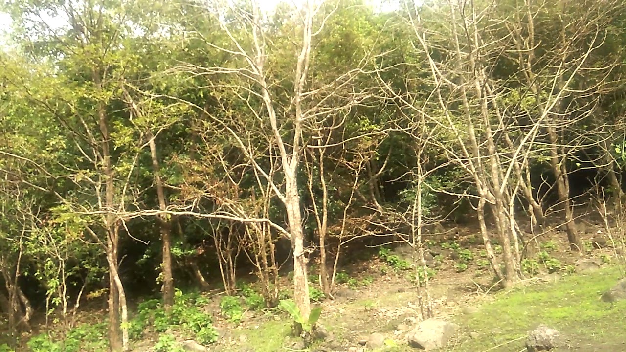 Chanderi Trek: way towards chanderi, listen to beautiful birds chirping