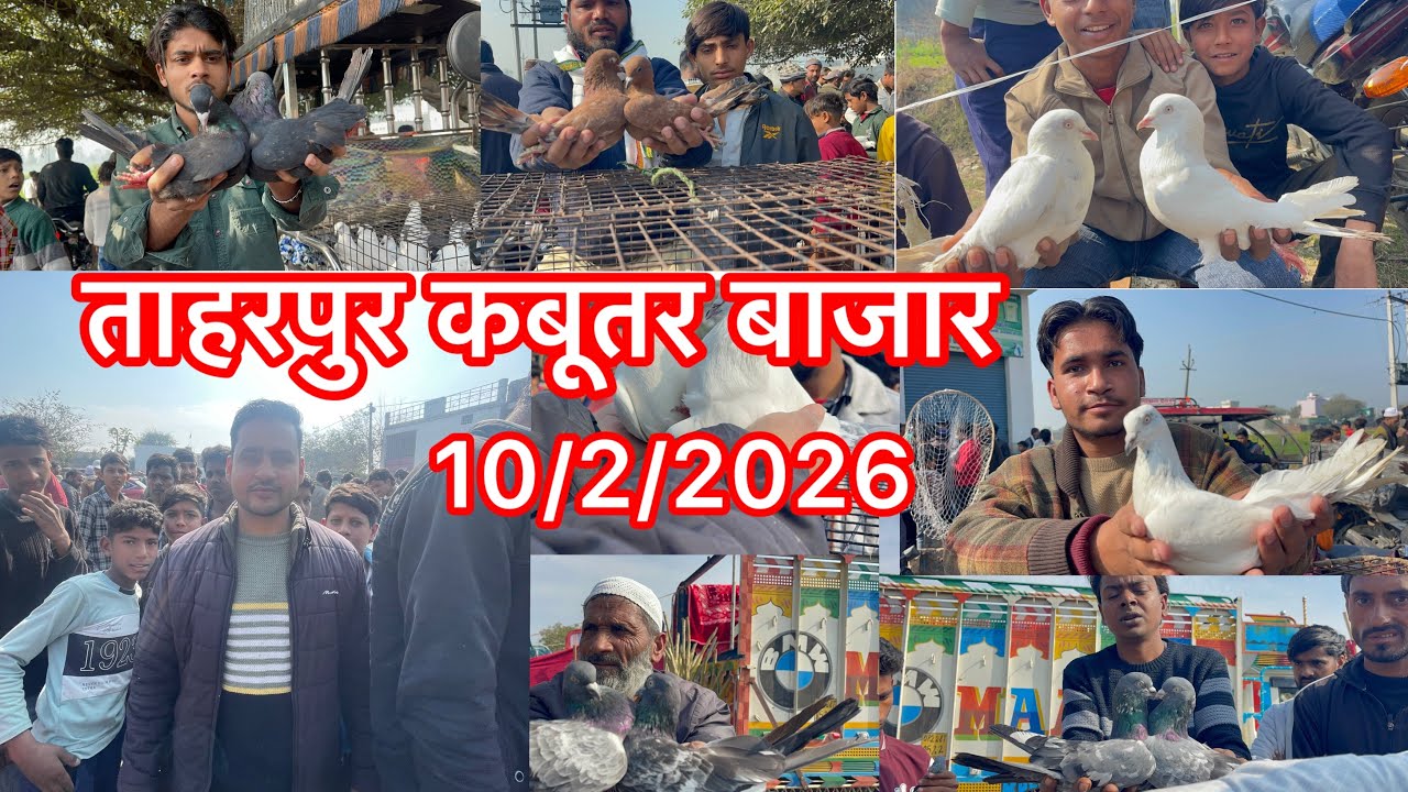 ताहारपुर कबूतर बाजार Taharpur Kabootar market 10/2/2026 New video 
