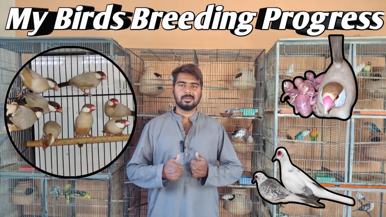 My Birds breeding progress Season 2026 | Fawn Java, Ladygouldian Finch, Blue Pied Dove, Fawn Splits.