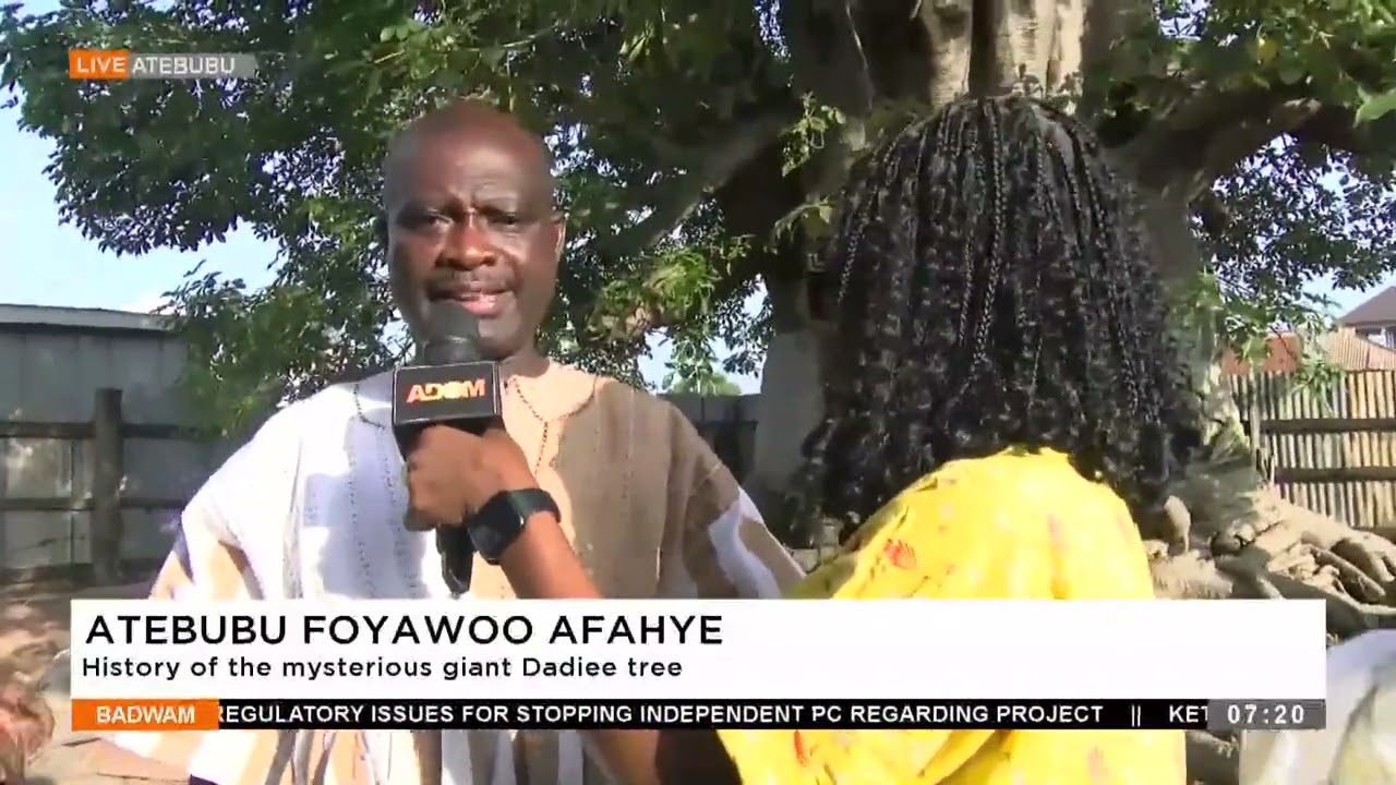 Atebubu Foyawoo Afahye  History of the mysterious giant Dadiee tree (25-10-24)