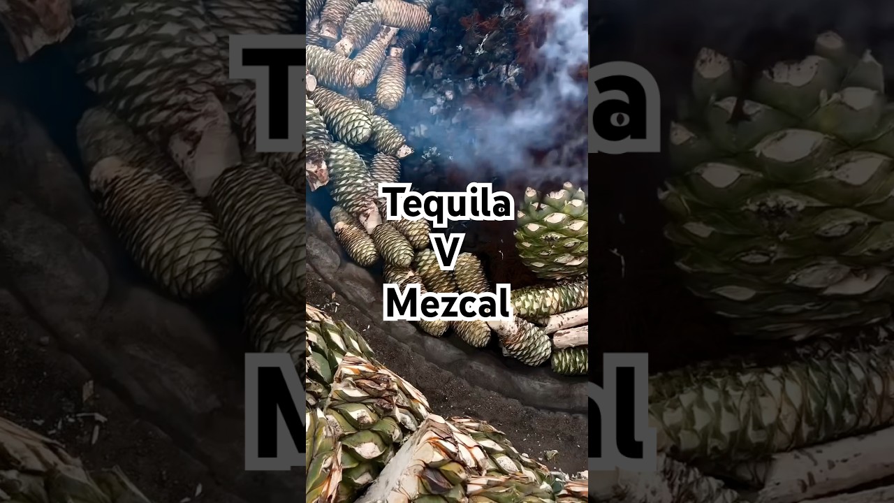 What&rsquo;s the difference between Tequila & Mezcal? #tequila #agave #mezcal