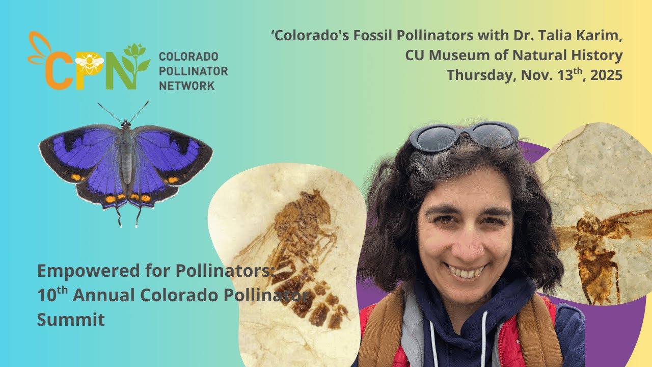 Colorado's Fossil Pollinators with Dr. Talia Karim