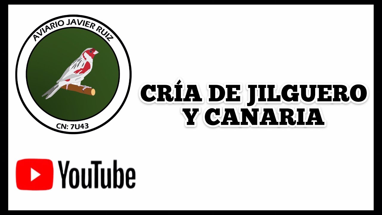 CRÍA DEL JILGUERO Y CANARIO