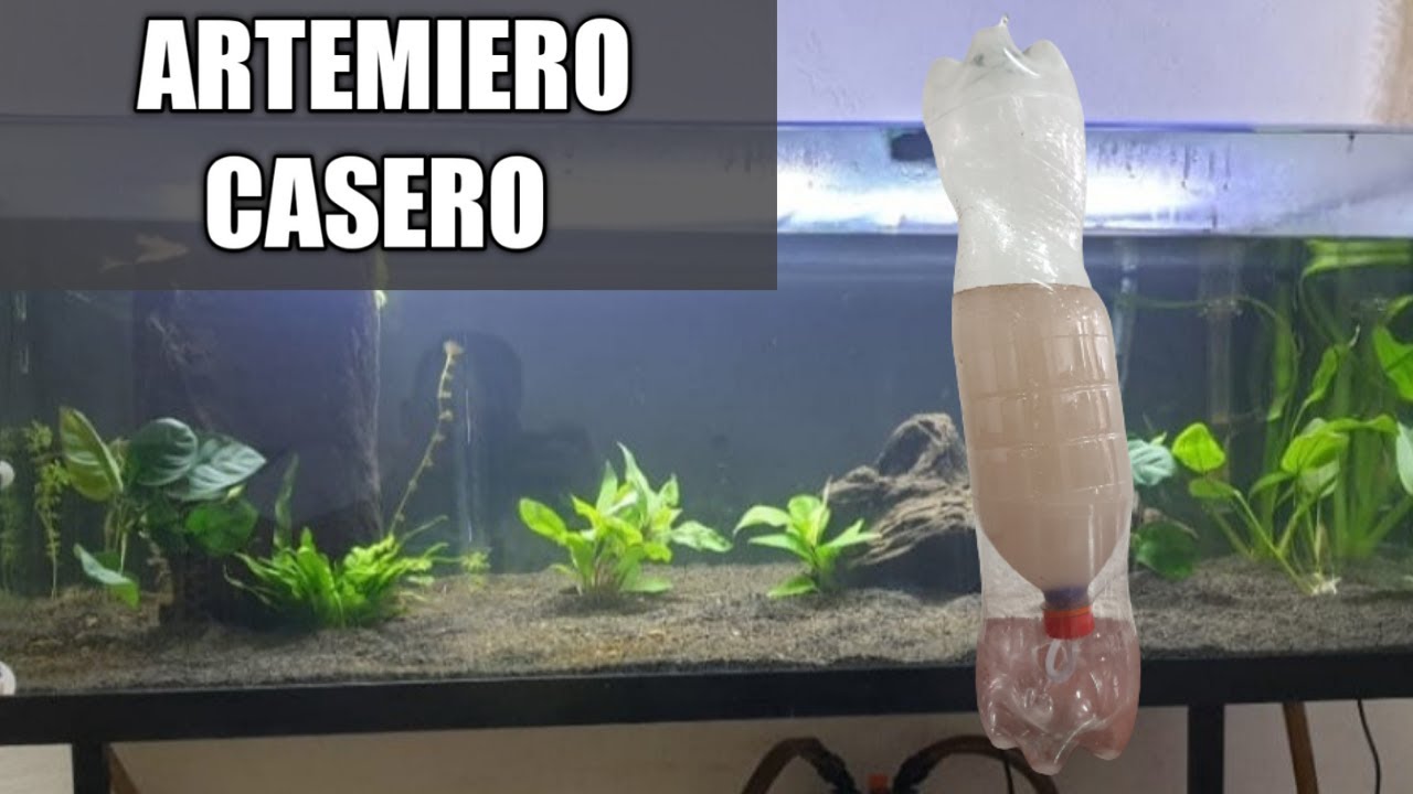 😱¿Cómo hacer un ARTEMIERO Casero? Eclosionador de huevos de artemia(ECONÓMICO)