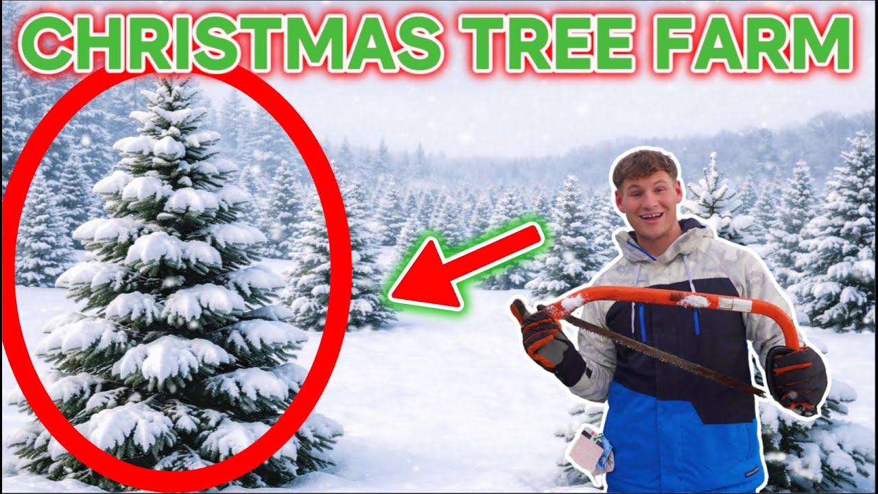 I Cut Down Our Christmas Tree in the Snow