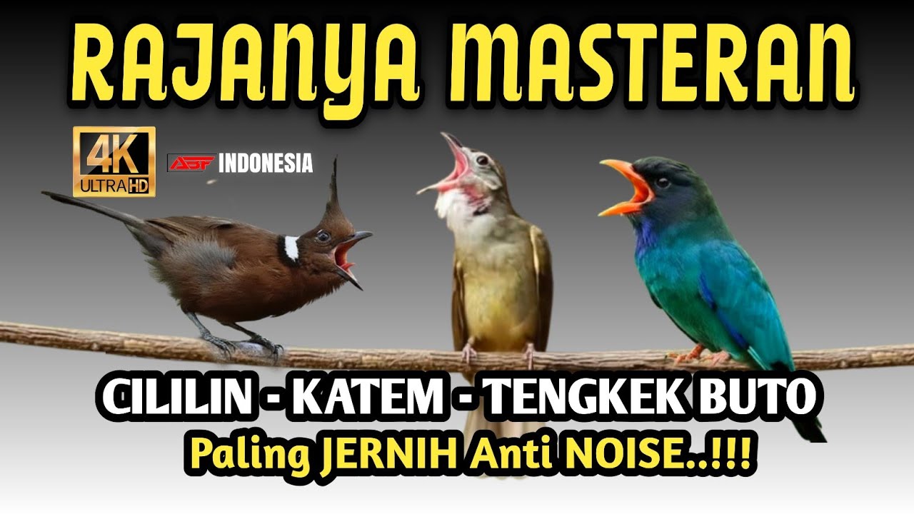 Jernih banget !! KOMBINASI MASTERAN KAPAS TEMBAK-CILILIN-TENGKEK BUTO ‼️
