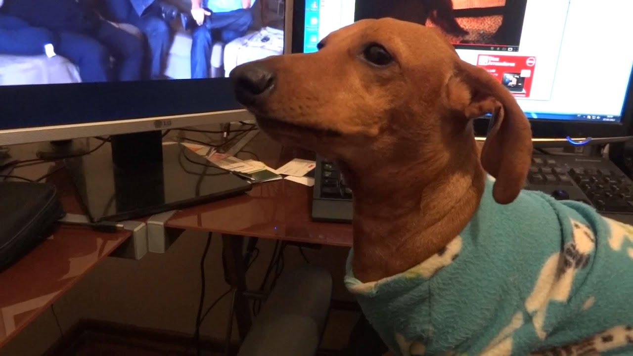 JUNIOR - Morde e fala au au - Junior o cachorro vegetariano.