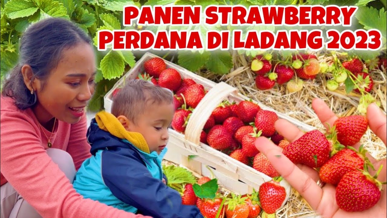 AKHIRNYA BISA PANEN STRAWBERRY DI LADANG LAGI!