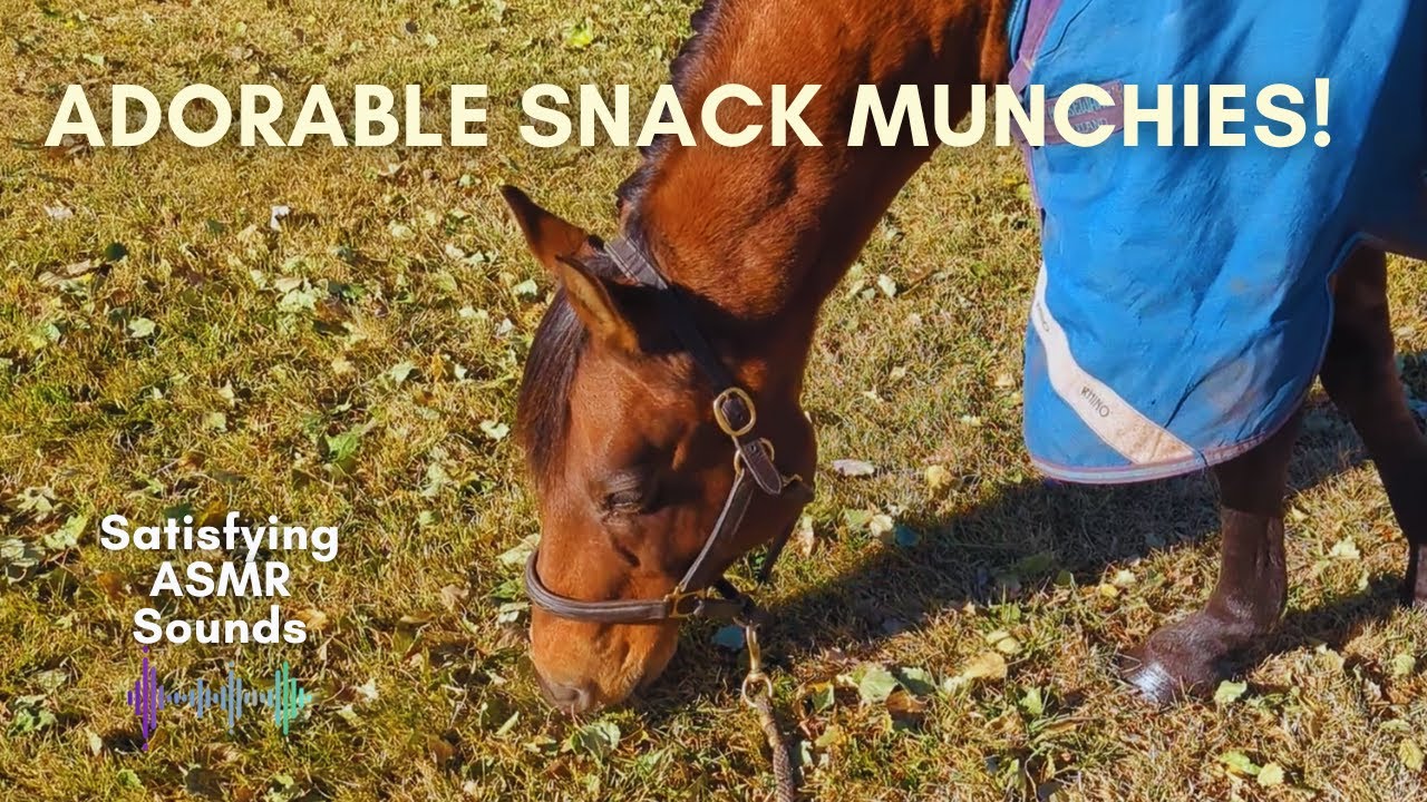 Epic Horse ASMR: Crunchy Grass Sounds That Melt Stress | Satisfying ASMR