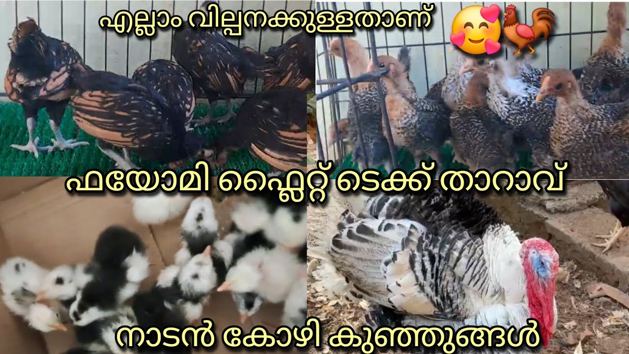 നാടൻ കോഴി കുഞ്ഞുങ്ങൾ പയോമി ഫ്ലൈറ്റ് താറാവ് ഫാൻസി കോഴികൾ എല്ലാം വില്പനയ്ക്ക് 🥰🐓