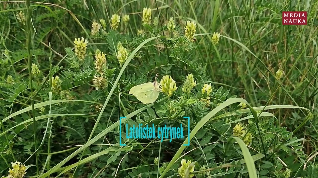 Latolistek cytrynek, listkowiec cytrynek (Gonepteryx rhamni)
