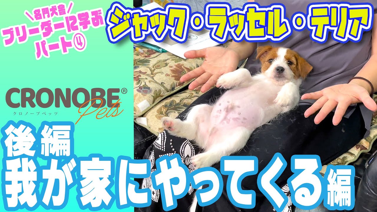 【ブリーダーさんから学ぶシリーズ④後編】かわいいジャックラッセルテリアが我が家にやってくる！お迎え初日からすべきこと！トレーニング・しつけ編