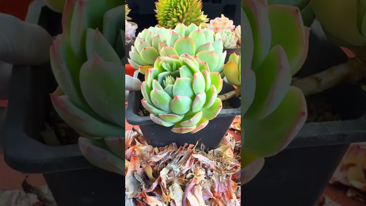 ASMR  🌿 Ultra Crunchy Dry Leaf Removal | Succulent DX DEEP CLEAN  (No Talking)