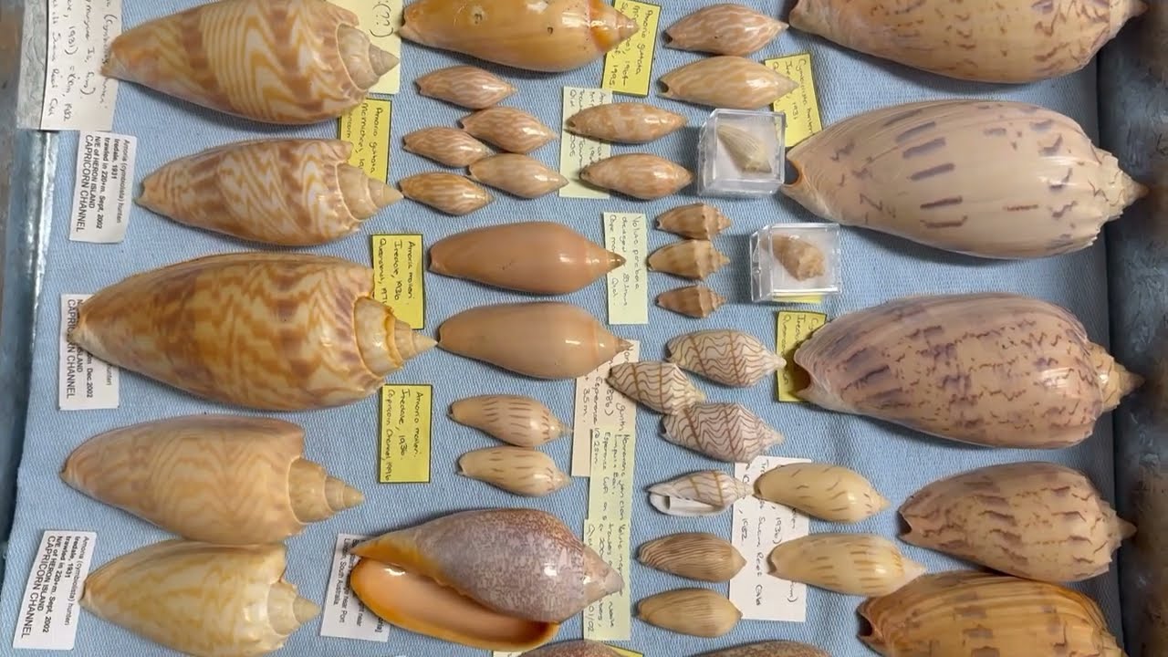 My seashell collection museum Video 2 Volutidae