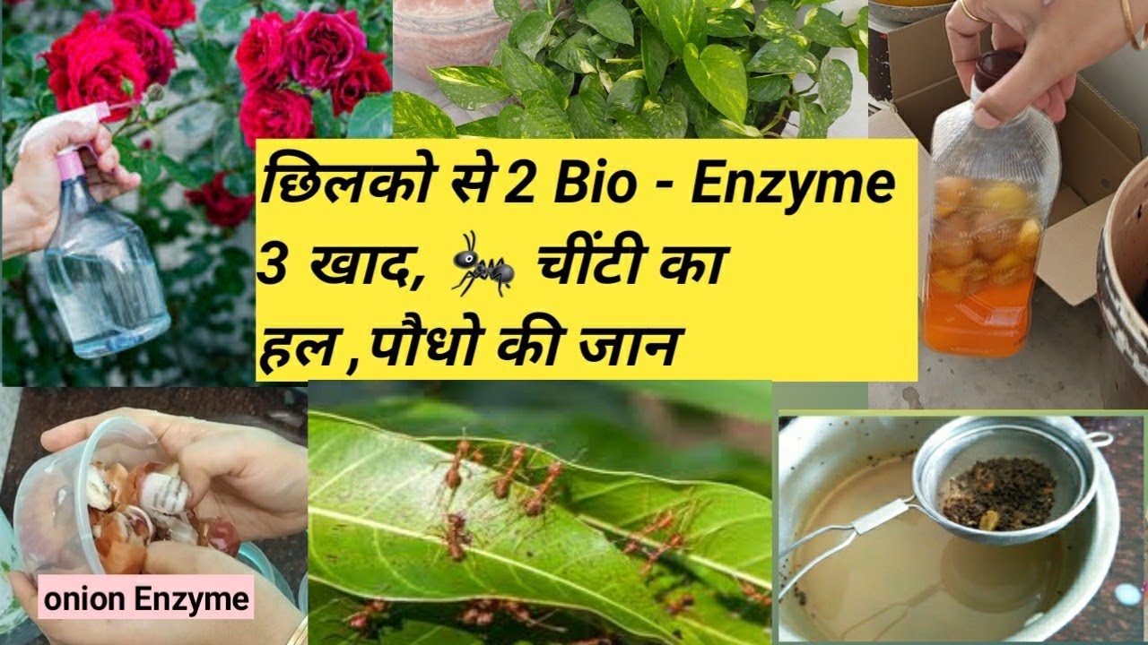 3 homemade fertilizer 2 Organic bio Enzymes 🐜ants solutions for plants, No cost रसोई के छिलकों से 😳