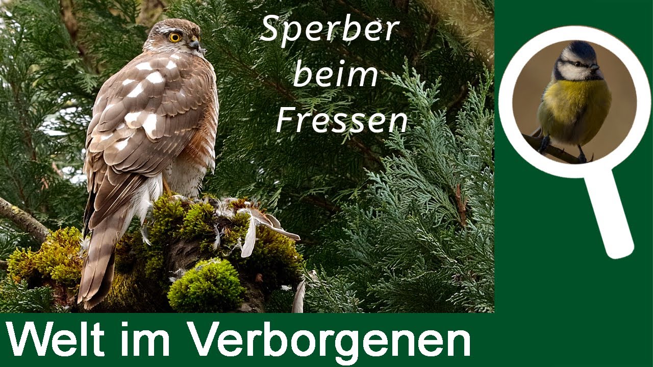 Sperber beim Fressen