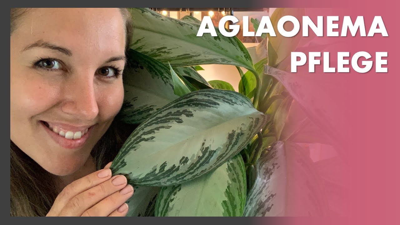 Aglaonema 🌿👍 Eine tolle und einfache Pflanze! Tipps zu Pflege, Giessen, Standort und vieles mehr...