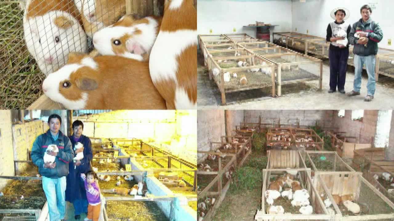 PROYECTO PRO CUY JAUJA - 2012