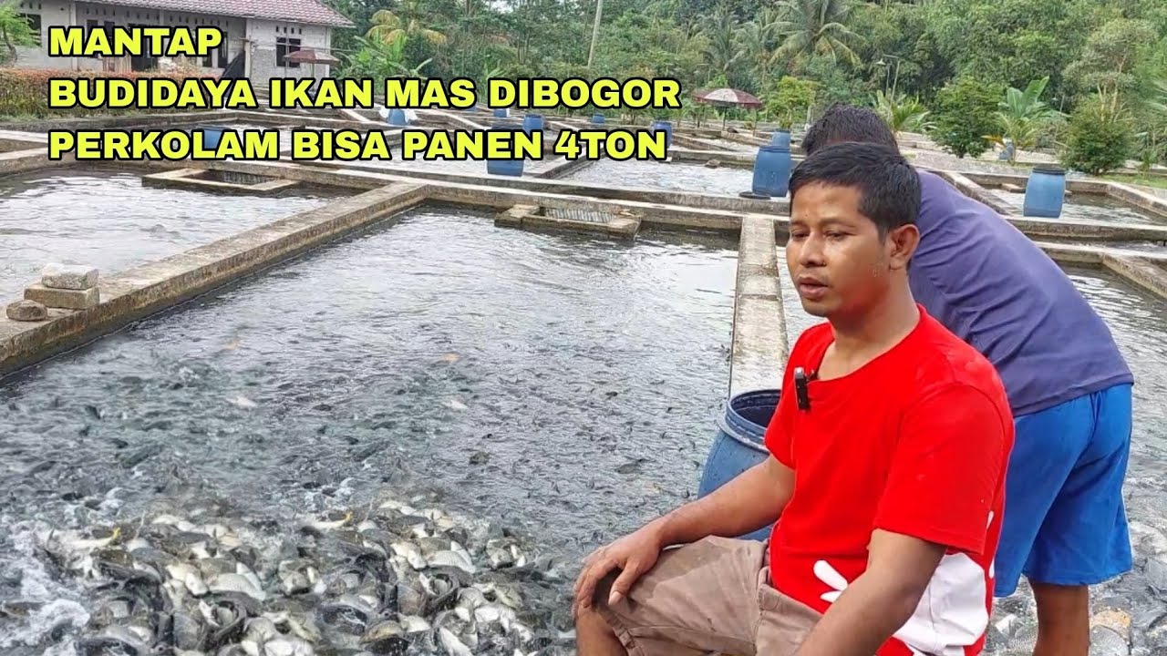 MANTAP, BUDIDAYA IKAN MAS DIBOGOR PERKOLAM BISA PANEN 4TON