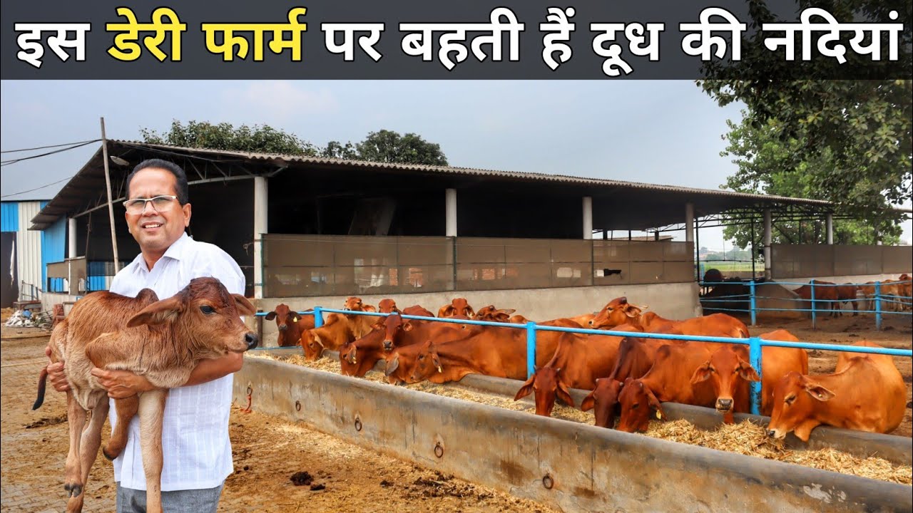 450 देशी गाय का शानदार डेरी फार्म | Sahiwal Cow | Sahiwal Cow Farm In India