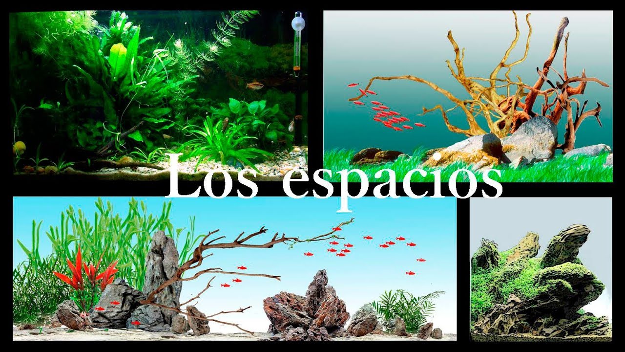 Aquascaping para novatos 1. Los espacios