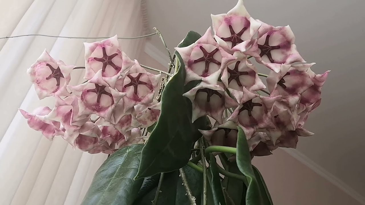 Обзор цветения хойи Арчболдиана (Hoya Archboldiana) 🌿От бутона до цветочка💚