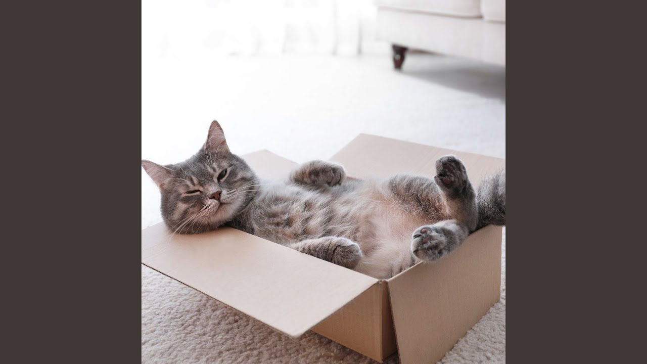 Cats Relax To Gentle Harmonies
