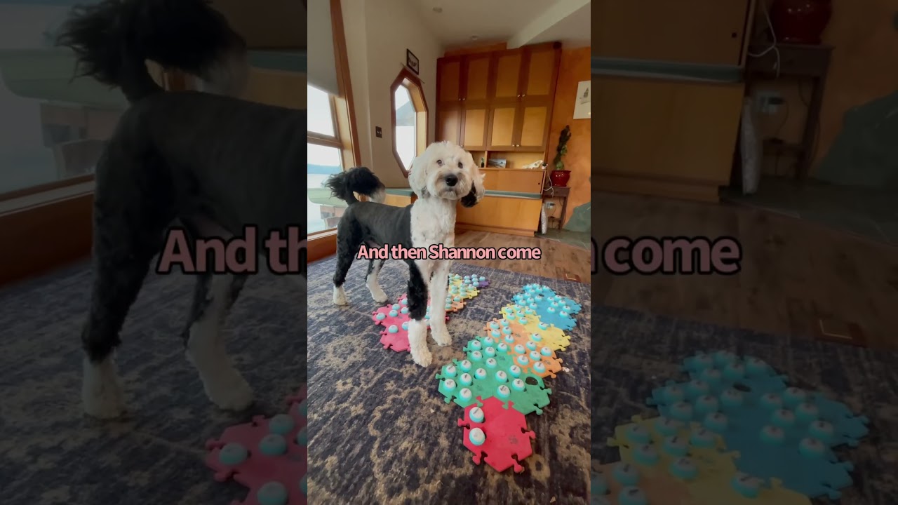 Никогда больше не выхожу из дома😳 #iambunny #fluentpet #talkingdog #booktube