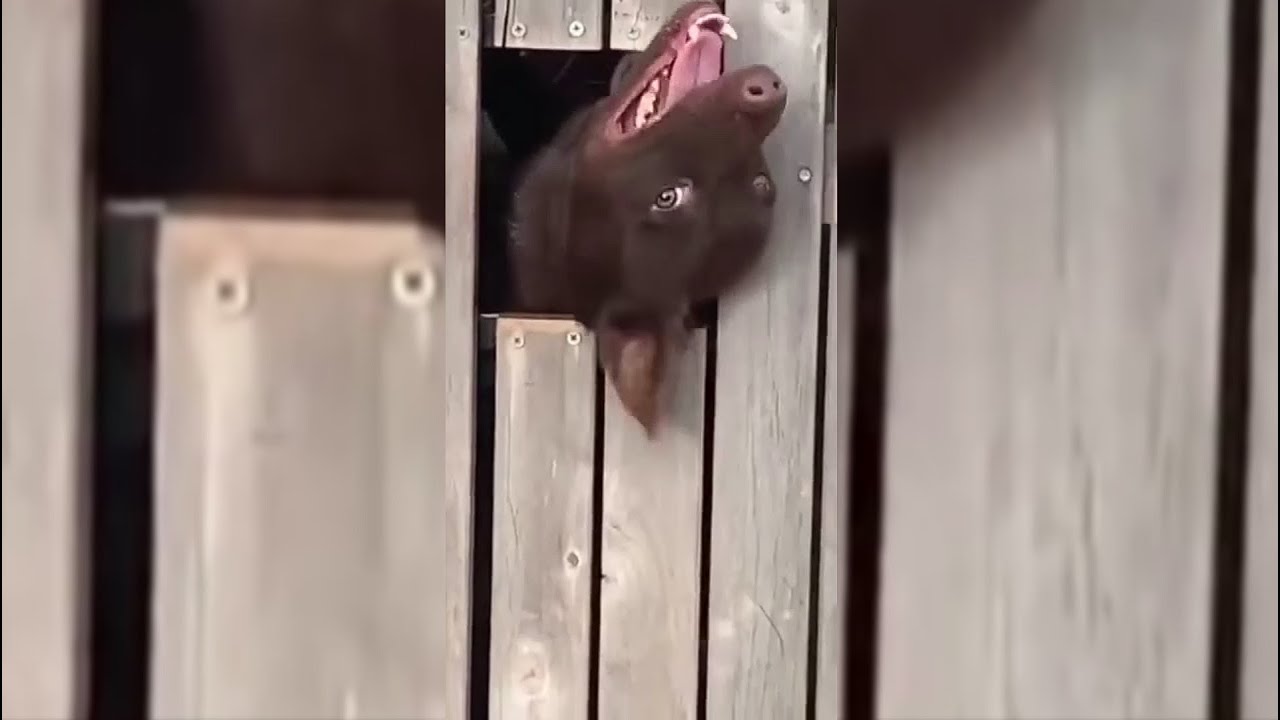 Лучшие приколы, Best coub 2021, Смешные животные, Приколы 2021