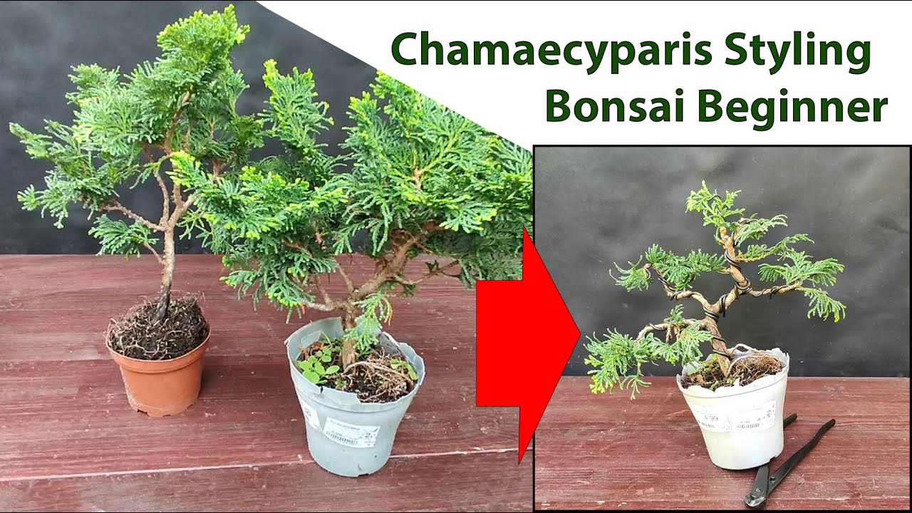 Gestaltungsübung Scheinzypresse für Bonsai Anfänger
