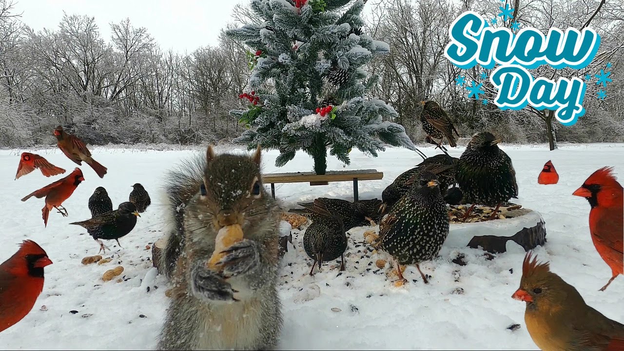 Cardinals & Starlings [NO MID-ROLL ADS] 10 HOURS- Cat TV Dog TV |🐶😺📺| Entertain Your Pets