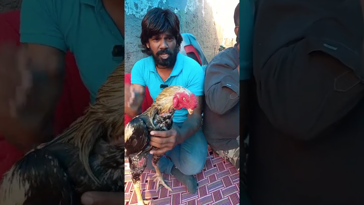 🐔top quality aseel java murga #aseel #aseellovers #aseelmurga #animallover #animals #birds #viral