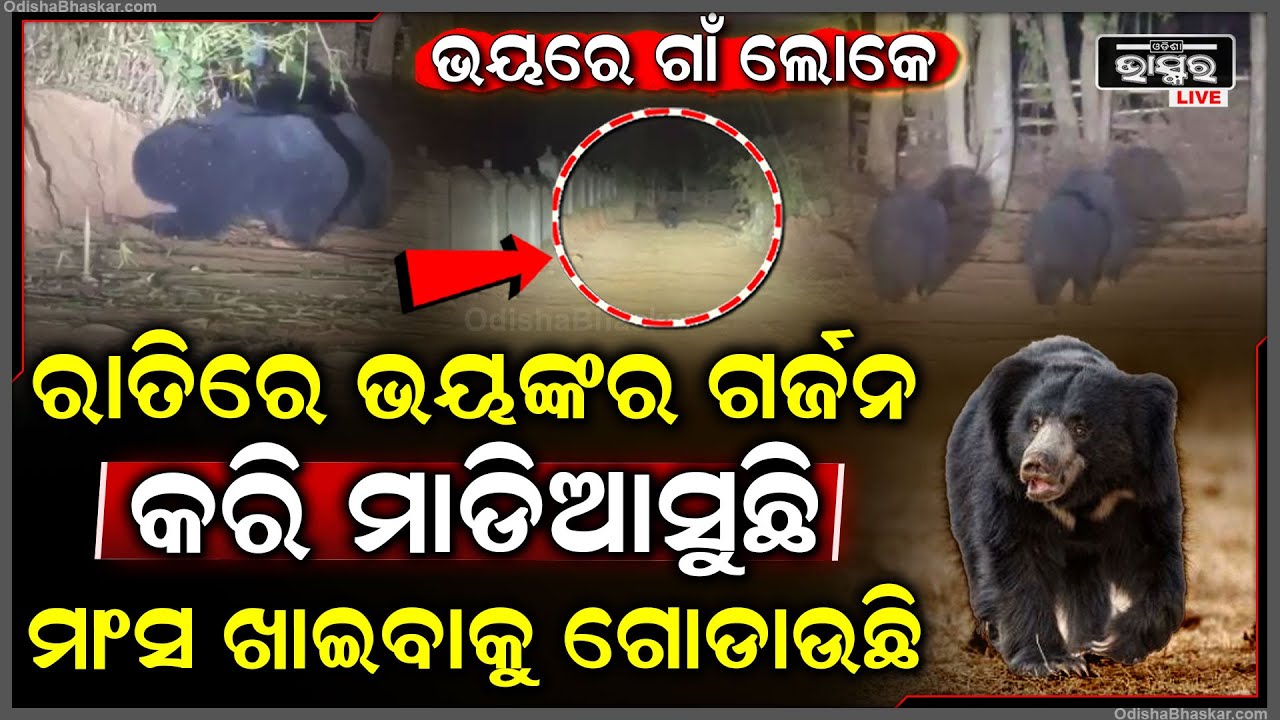 ମଣିଷ ମାଂସ ପାଇଁ ପାଗଳ, ରାତି ହେଲା ମାତ୍ରେ ଭୟଙ୍କର ଗର୍ଜନ କରୁଛି...ଲୋକଙ୍କୁ ଗୋଡାଉଛି...