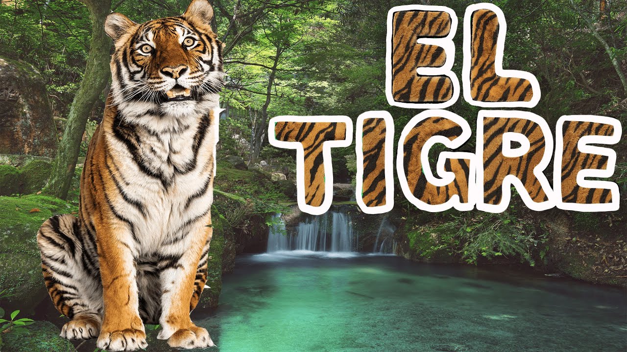 EL TIGRE 🐯 | Videos educativos para niños | Los animales | Documentales para niños