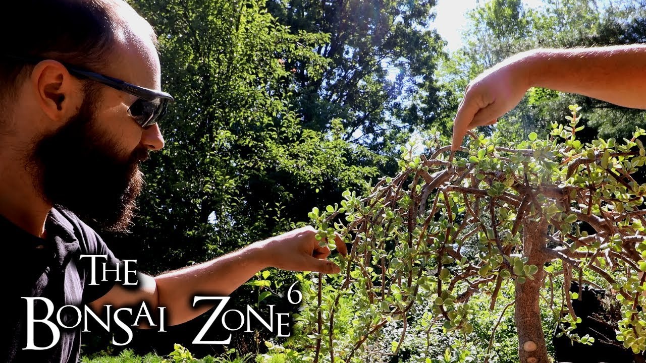 Styling Joey's Large Portulacaria afra Bonsai, The Bonsai Zone, July 2019