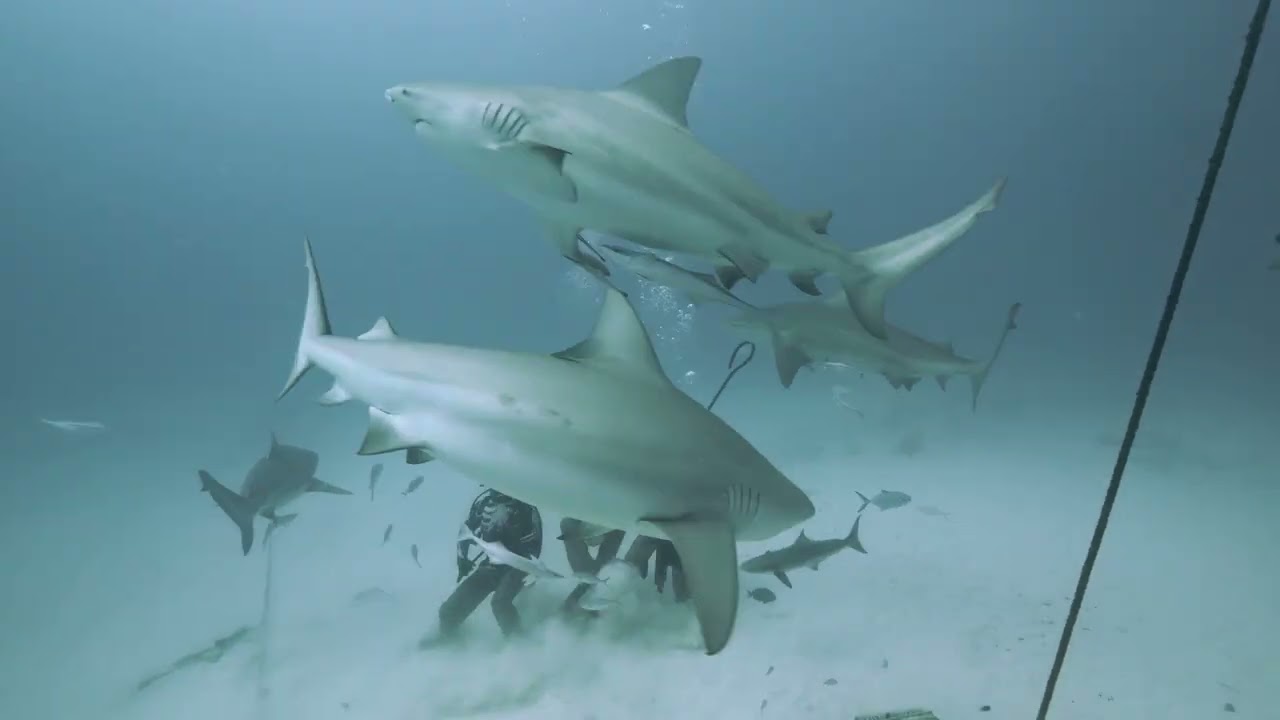 Bullskark Diving Feb 2026 (Full Video)