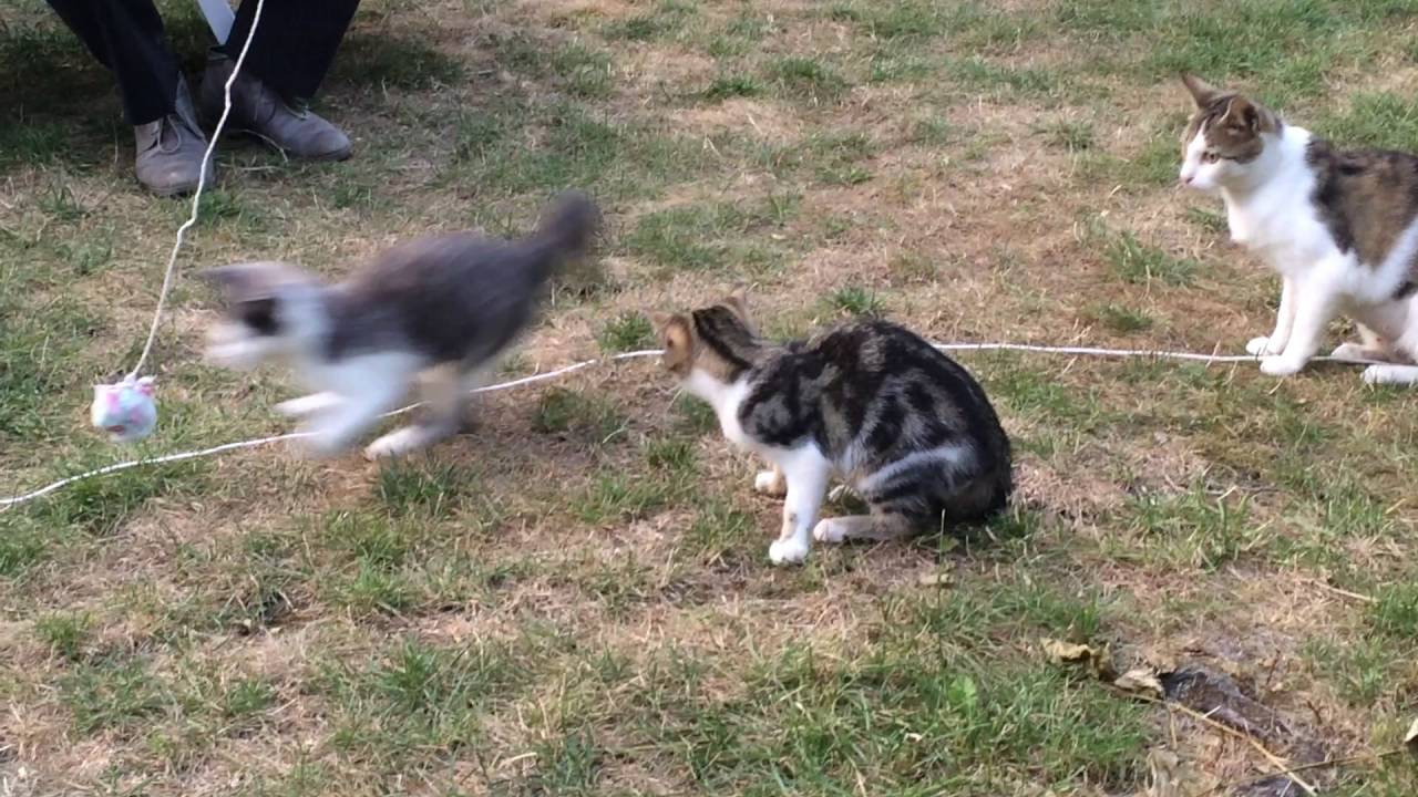 Petits chats jouent