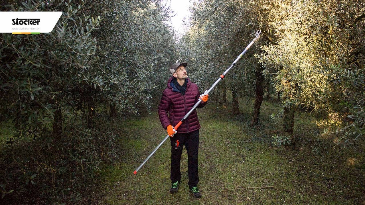 Potare l'olivo - Un olivo non potato