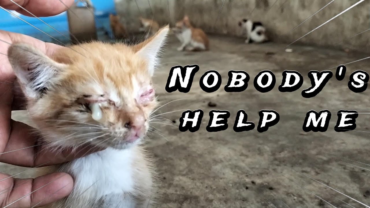 Blind Kitten With Five Siblings Looking For Food With Fear And Trembling