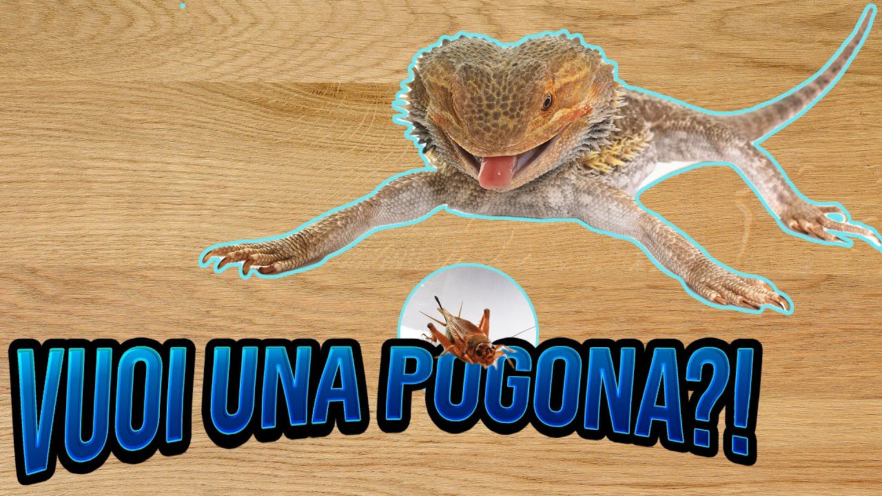 Voti al DRAGO BARBUTO - Pogona Vitticeps